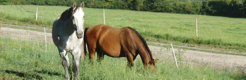 Pferd5.JPG